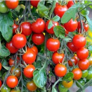 tomatini-red-cherry